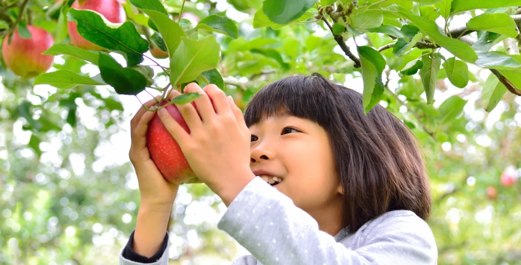 Young child picking a bright red apple from a sunlit apple tree in an orchard, focusing on harvest season and family-friendly activity in Ontario.