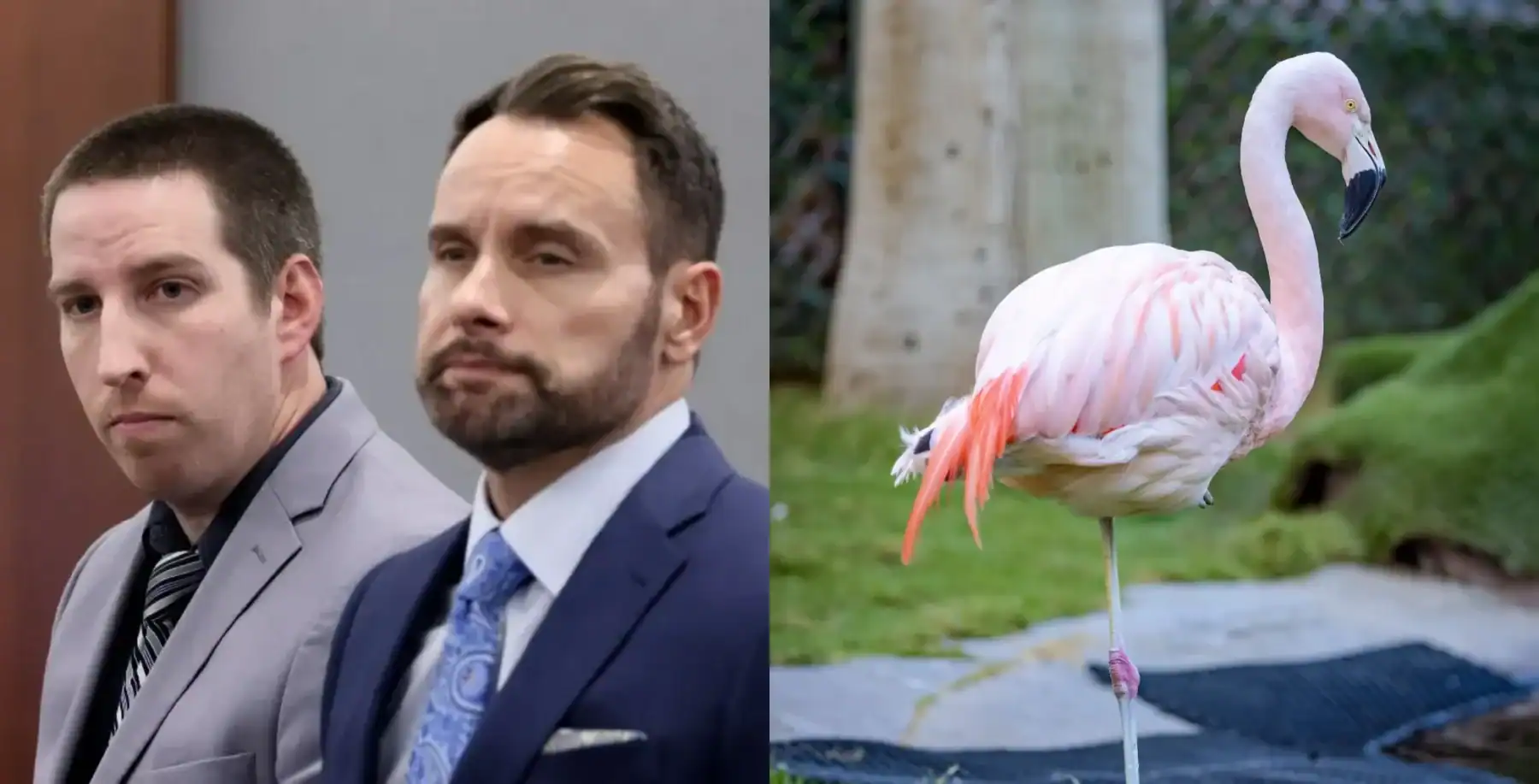 Side-by-side image of two men in suits and a pink flamingo in a park setting, highlighting contrasting subjects for visual interest.