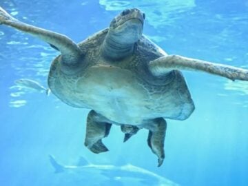 A sea turtle swimming underwater in Ripley's Aquarium in Toronto, with clear blue water and sunlight filtering through.